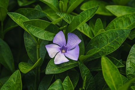 植物学自然紫蓝色的长春花小盛开图片