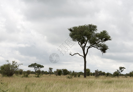 动物非洲南部Kruger公园的树木和自然保护荒野图片
