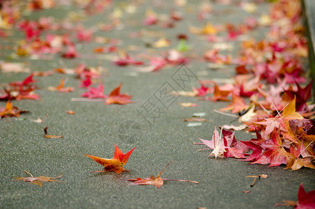满地的秋叶落叶图片