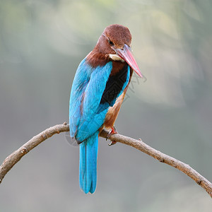 打猎自然美丽的捕王鸟蓝白喉的捕王海西龙斯密探站在树枝上背面异国情调图片