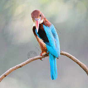 阮詹美丽的捕王鸟蓝白喉的捕王海西龙斯密探站在树枝上背面鼠尾草一种图片