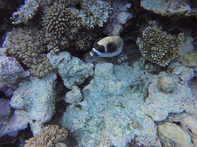 动物水肺带有硬珊瑚和鱼类的红海珊瑚礁水下照片难的图片
