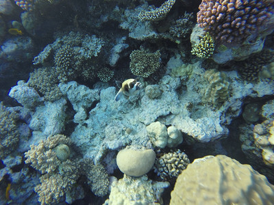 异国情调带有硬珊瑚和鱼类的红海珊瑚礁水下照片红色的动物图片