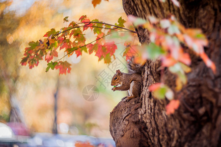 秋季枫林中的小松鼠图片