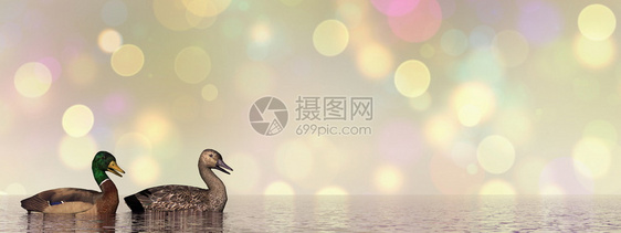 漂浮的日落在水面的马华达鸭夫妇在bokeh背景3D形象的图片