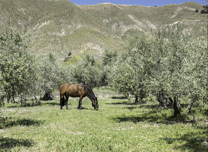 哺乳动物旅行弯曲在安达卢西亚山的朱赫罗斯村棕色马附近的Andalusia山附近野生放牧图片