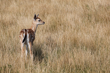 休耕草鹿科自然中年轻的落地鹿图片