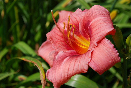 花园里有一朵鲜艳的粉红白月花百合开植物学高清图片
