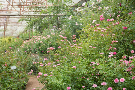 植物学花朵玫瑰园的步行道股票照片走图片