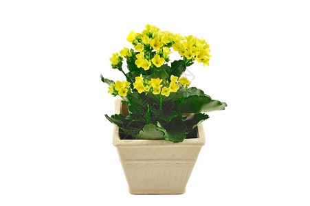黄色的植物学乡村小锅子有黄色花朵白隔绝图片
