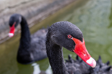 两只黑天鹅在装饰池塘里紧闭着两只黑天鹅美丽装饰优图片
