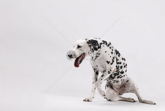 参差不齐Dalmatian狗从地上爬起白色背景短的肖像图片