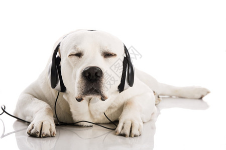 停留犬类漫画美丽的拉布多狗在说谎和听音乐图片