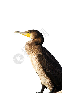 鸟动物脊椎在白色背景上被隔离的巨型焦炭碳水化合物图片