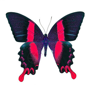 飞行美丽的红蝴蝶绿色燕尾草花彩色小蓝以白背景孤立于世脆弱紫色的图片
