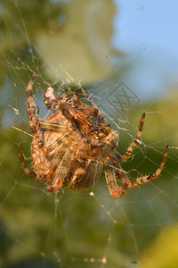 怪物蜘蛛在吃苍蝇的网中捕捉昆虫蜘蛛恐惧症图片