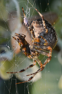 动物一种蜘蛛在吃苍蝇的网中捕捉络图片