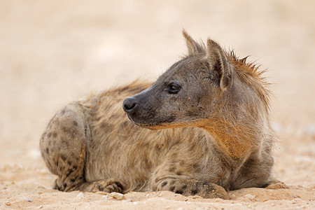 南非卡拉哈里沙漠的土狼Crocutacrocuta安息地非洲斑鬣狗图片