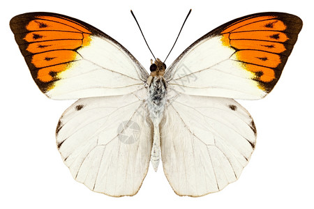 印度尼西亚高定义的HebomoiaglaucippeGreatOrangeTip极端侧重于白色背景物种鳞翅目图片
