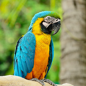 脊椎动物羽毛可爱的蓝色和金刚鹦鹉鸟舍图片