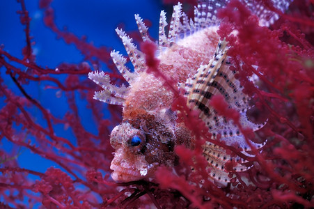 异国情调莫斯科动物园水族馆的龙头鱼一种海图片