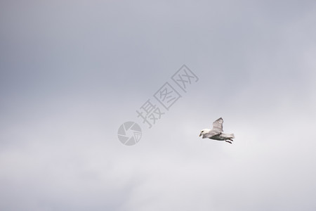 羽毛环境的北富玛尔福马鲁斯格莱阿利从下面飞翔和看见天空图片