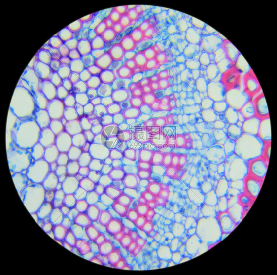 叶绿体韧皮部冬季茉莉叶在的显微镜下CSJasminumnudiflorum木质部图片