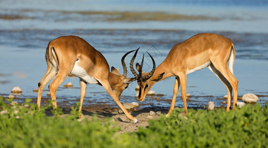 两只雄黑斑羚羊Aepycerosmelampus战斗埃托沙公园纳米比亚男动物户外图片