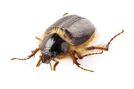 冬至已至昆虫甲虫高清图片
