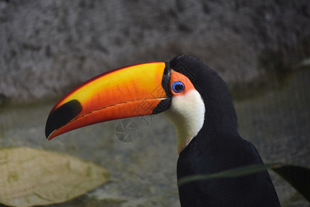 鸟类学热带一种可爱的托肯它嘴被打开一点图片
