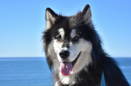 犬类黑色的狼狗美丽阿卢斯基狗背景中有海洋观图片