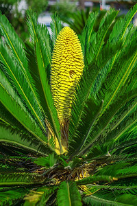 花朵沙果棕榈树和黄花紧贴叶子革命图片