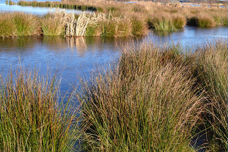 文克森项圈自然在荷兰保留绿琼克岛并有水和草地普拉森图片