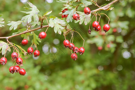 植物成熟的红胡须浆果药用霍须莓子红草熟的红收成景观图片