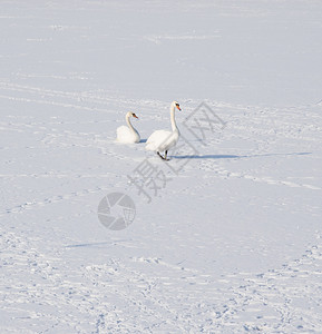 动物池塘在冰冻的河边天鹅冬的照片美丽图背景壁纸图片