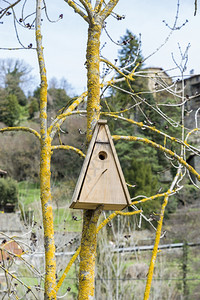 树上鸟自然盒子老的鸟巢挂在树上背景