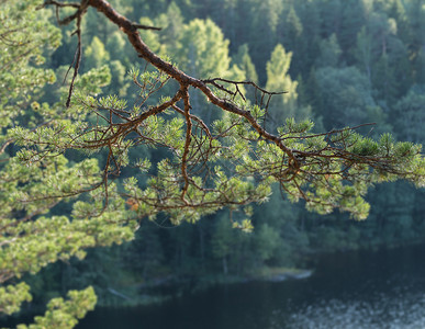 夏天在湖底模糊的深处树绿大枝子天空细节图片