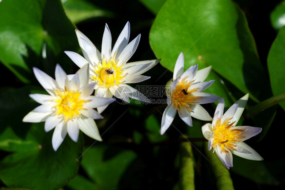 美丽莲花是用于佛教礼拜的水厂自然绽放图片