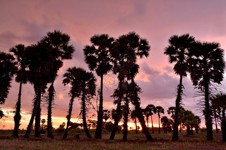 橙傍晚在稻田上种植甘蔗棕榈树日落黑色的图片