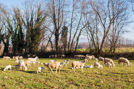 羊肉乡村的外部牧羊群和羔图片