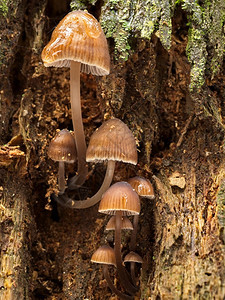 一种酒红色小型的米塞纳芝尼蘑菇组也称为菠萝蘑菇在树干丛的墙壁上森林图片