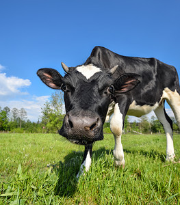 自然白色的绿牛肖像和大鼻涕在绿田农场动物的背景上牧牛图片