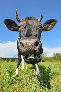 斑白色的牛肖像与大鼻涕在绿田农场动物的背景上相机图片