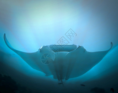 水族馆1号巨型曼塔雷光线图片