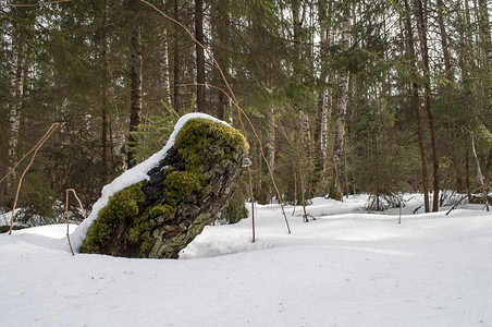晴天自然青春初森林下雪的老树黑暗图片