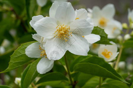 英国的狗木菲拉德尔弗斯科罗纳里乌紧闭花头夏天生长植物图片