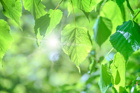 射线绿色背景上新鲜的绿叶阳光和丁香效应在绿色背景上太阳花园图片