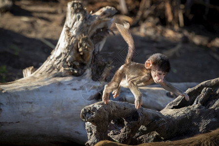 一种只婴儿哈马德拉斯巴布恩在树枝下坠的外面玩耍狒图片