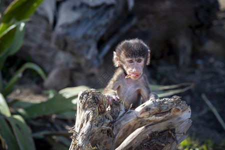 动物腿步行一只婴儿哈马德拉斯巴布恩在树枝下坠的外面玩耍图片