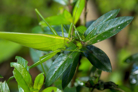 花园自然叶子上的绿色蚱蜢植物图片